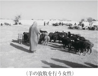 羊の放牧を行う女性