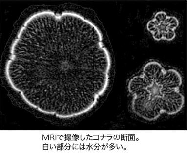 MRIで撮影したコナラの断面/白い部分には水分が多い