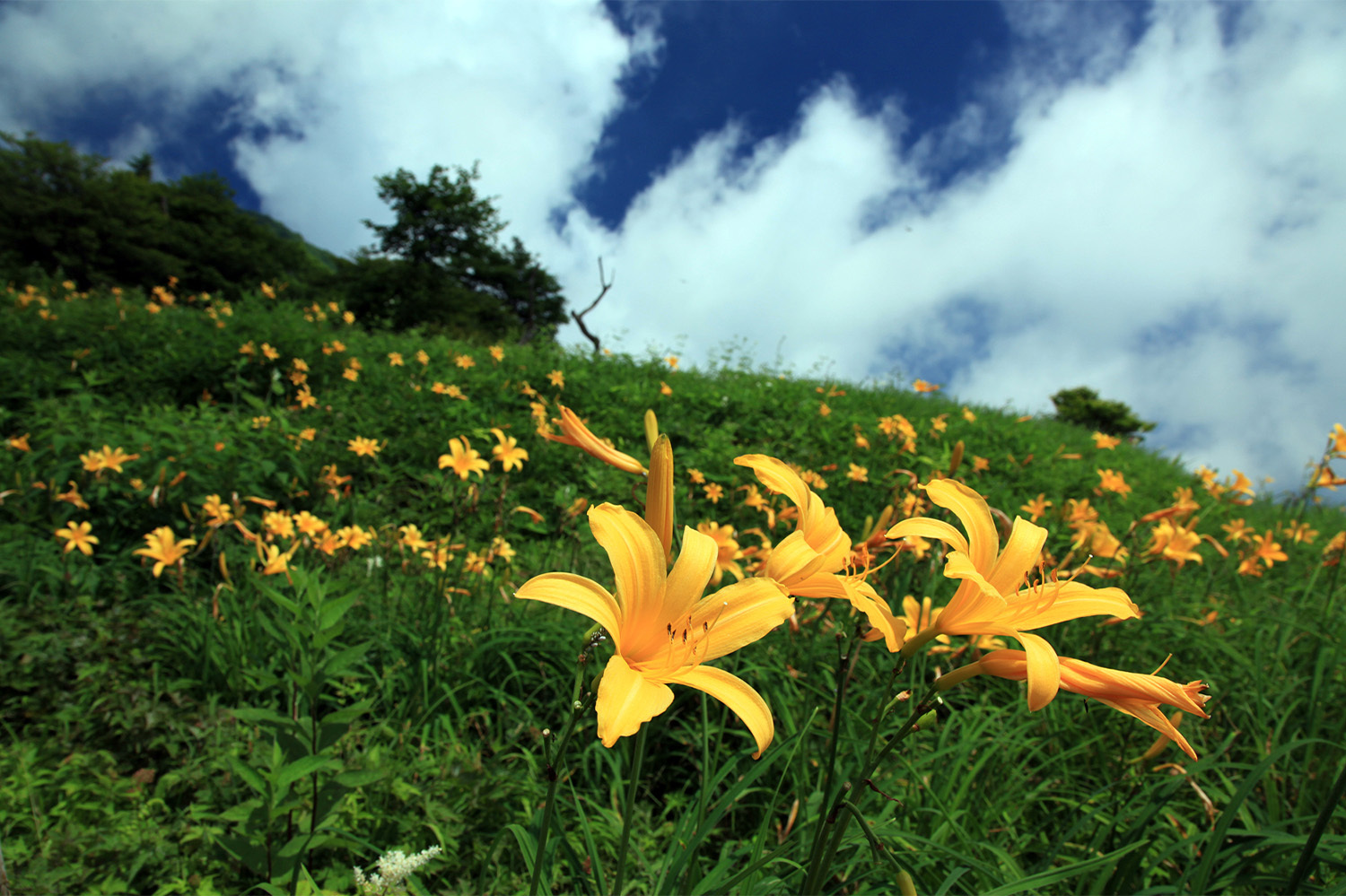 Lily (Nikko Kisuge)